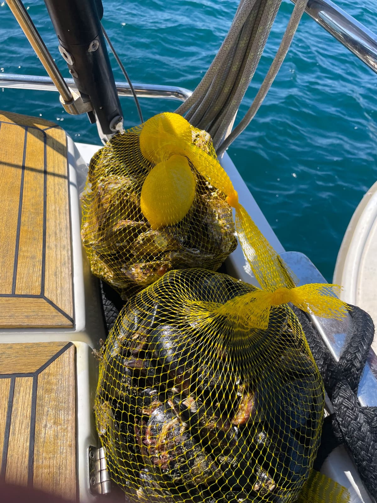 Net bags of fresh oysters and mussels on the sailing yacht deck, a local Adriatic seafood experience.