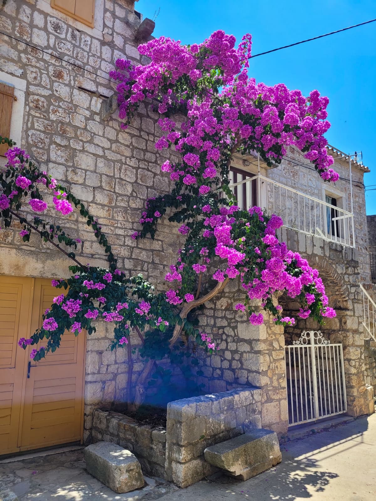 Purple bougainvillea blooming on historic stone architecture in Stari Grad, Croatia.