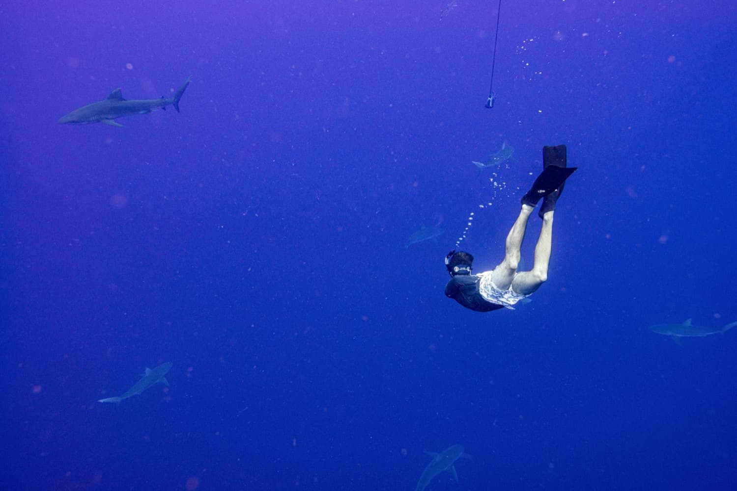 Mark Haver free-diving among sharks, protecting ocean marine life as a digital nomad and sustainability consultant.