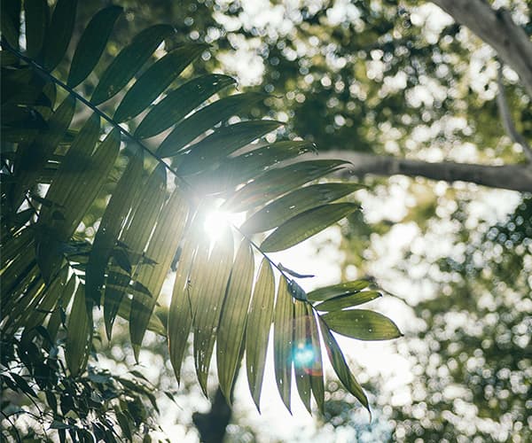 Sunlight filtering through tropical forest canopy at nature immersion retreat destination